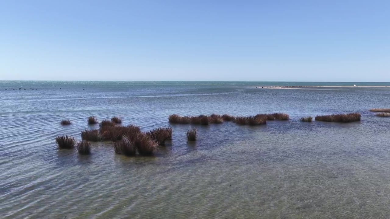 Stille kystfarvand med rækker af træpæle, der stikker op af det lave hav under en klar blå himmel ved New Zealands Sydøs kystlinje