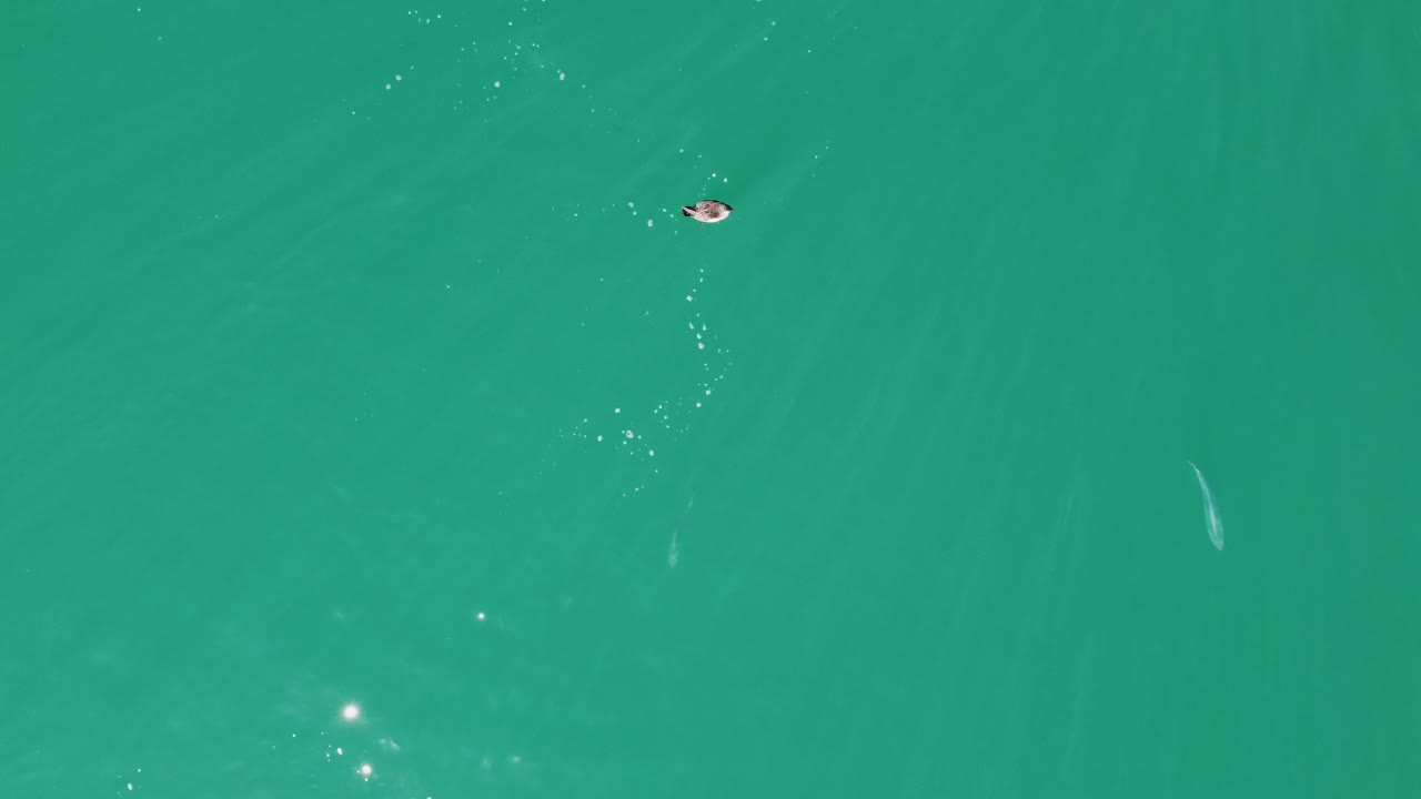 vista aérea de un banco de peces que se alimentan en la superficie del océano en nueva zelanda llamado kahawai