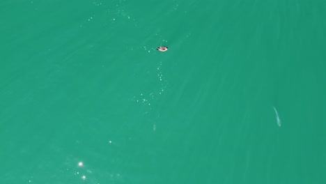 vista aérea de un banco de peces que se alimentan en la superficie del océano en nueva zelanda llamado kahawai
