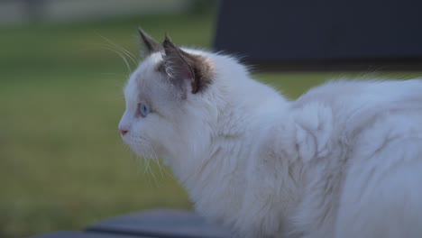 la cabeza disparó al gato blanco en el sol explorando al aire libre frente al césped
