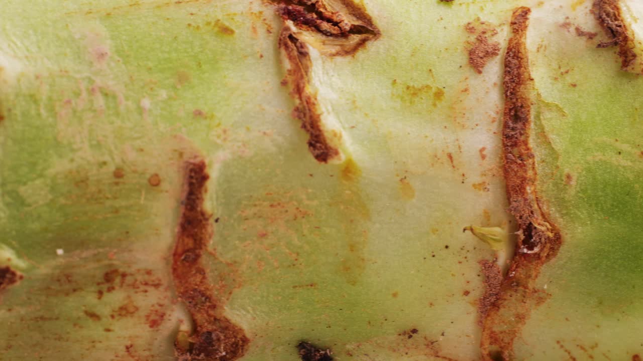 Close-up view of a plant stem