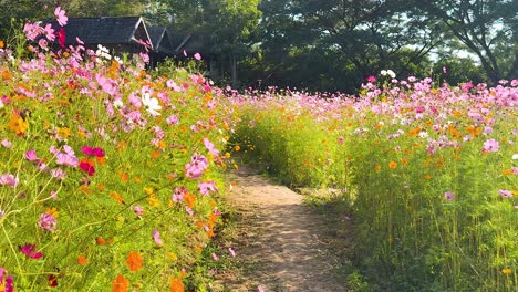 colorful cosmos flower field with wooden hut