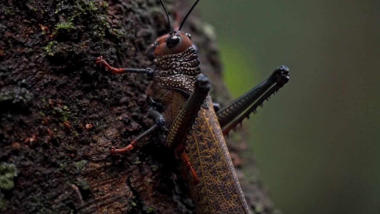 A detailed close-up shot of a large, distinctive grasshopper or katydid clinging to a moss-covered tree trunk in the Sirena Sector of Corcovado, Costa Rica
