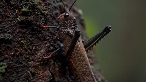 a detailed close-up shot of a large, distinctive grasshopper or katydid clinging to a moss-covered tree trunk in the sirena sector of corcovado, costa rica