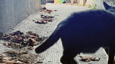 fat and furry black domestic cat on the alley