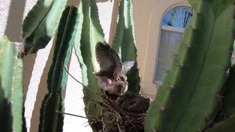 a fearful baby bird puffs itself up to appear larger, scottsdale, arizona