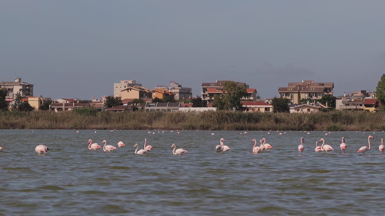 이탈리아 사르데냐 칼리아리의 poetto 해변 앞 핑크 플라밍고