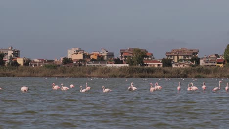 pink flamingos in front of poetto beach in cagliari in sardinia, italy