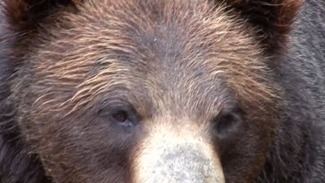 Two-black-bears-in-the-woods-of-Alaska