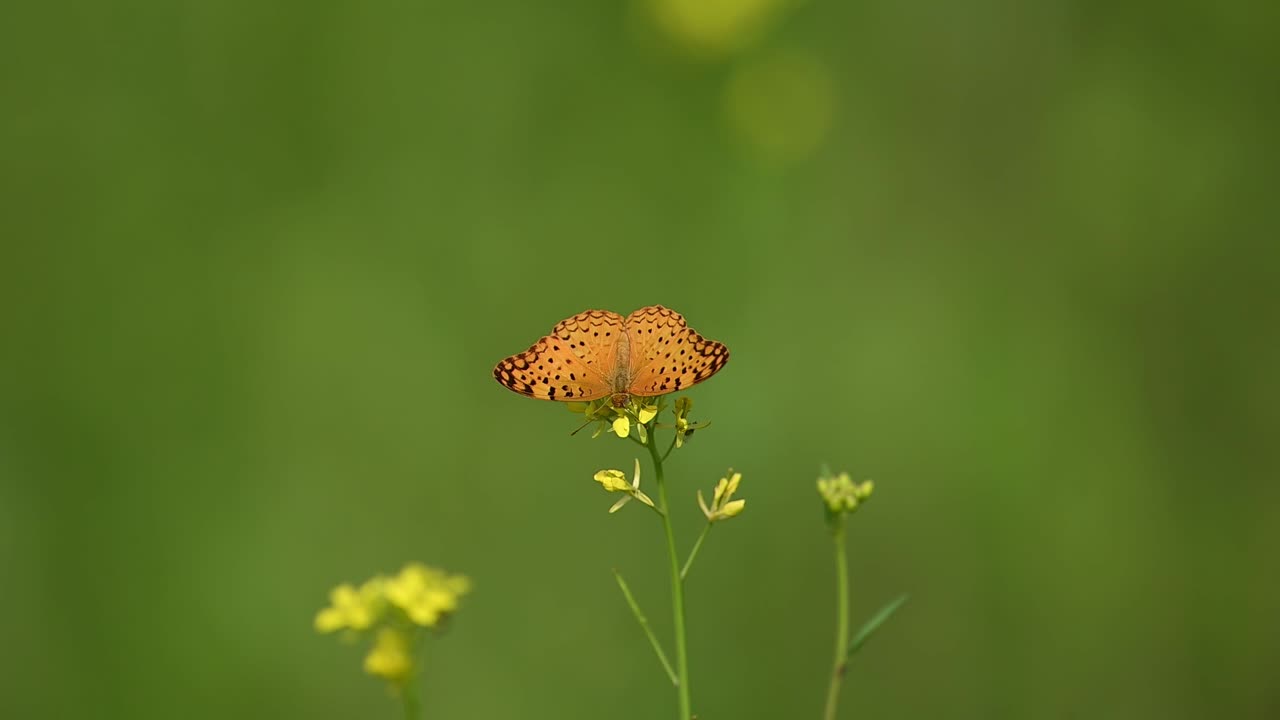 A vibrant Common Leopard butterfly (Phalanta phalantha) perched on a yellow mustard flower. The orange and black spotted patterns contrast beautifully with the bright blooms