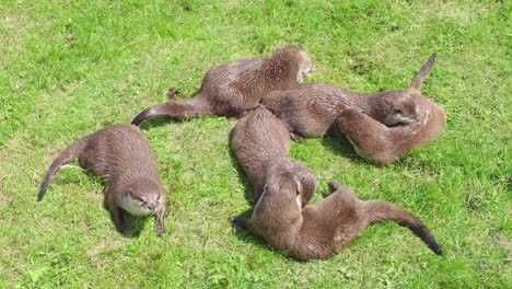 group of young playful otters