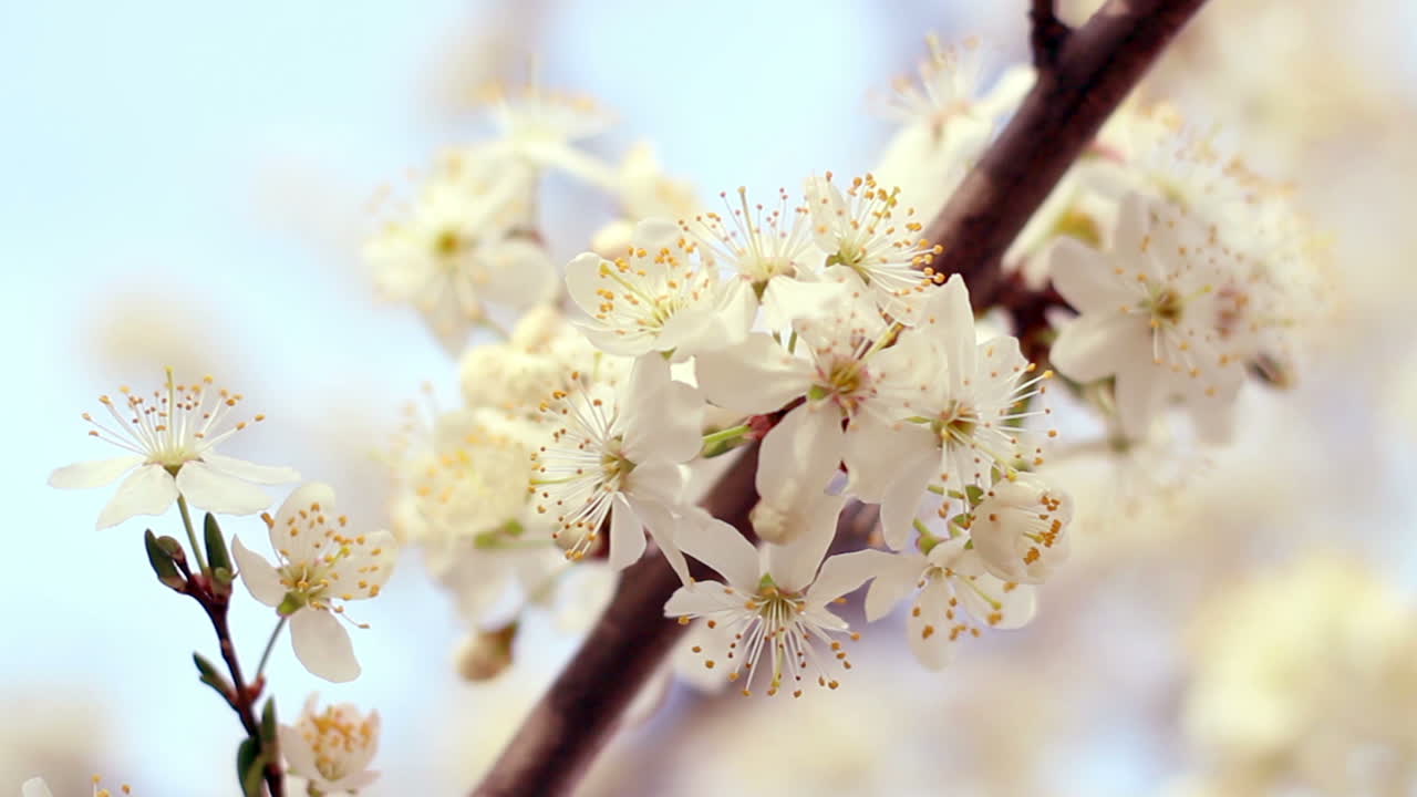 flor de cerezo. primer plano. delicadas flores de cerezo a la luz del sol