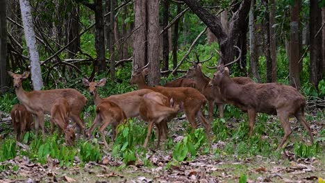 Der-Eldhirsch-Ist-Aufgrund-Von-Lebensraumverlust-Und-Jagd-Eine-Vom-Aussterben-Bedrohte-Art