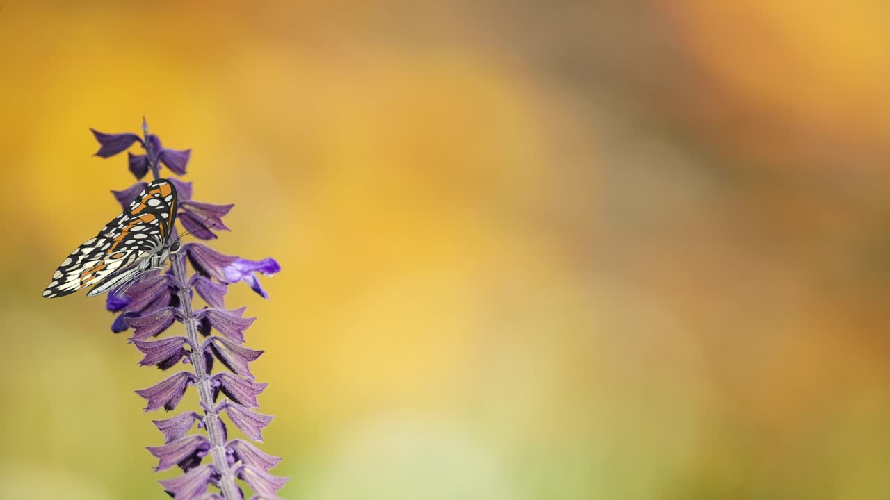 A butterfly elegantly flutters around a purple flower against a warm, blurred background, showcasing delicate movement and vibrant colors