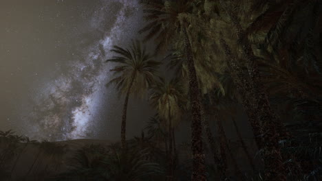 Starry-night-sky-against-with-coconut-palm-trees