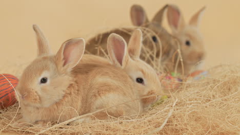 cuatro dulces conejitos de pascua acostados en una fila sobre un montón de heno - primer plano a nivel de los ojos