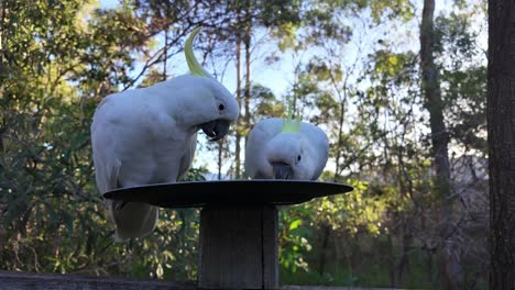 Cacatúas-Australianas-Nativas-Comiendo-Semillas-En-Un-Plato-Con-Matorrales-En-El-Fondo