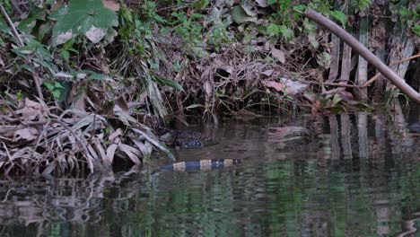 Gesehen,-Wie-Er-Seinen-Kopf-In-Die-Vegetation-Am-Ufer-Des-Baches-Steckt-Und-Nach-Etwas-Essbarem-Sucht,-Asiatischer-Wasserwaran-Varanus-Salvator,-Thailand