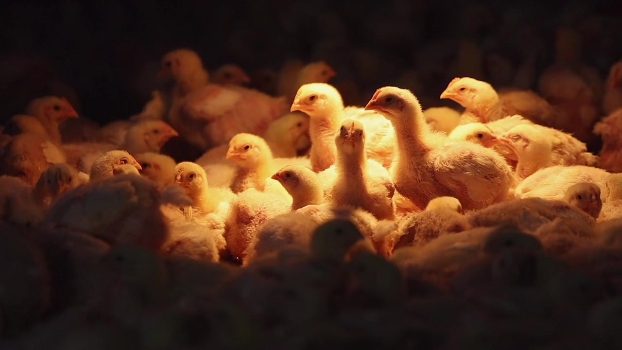 Dunede gule kyllinger under varmelampe i mørk lade på en hønsefarm.