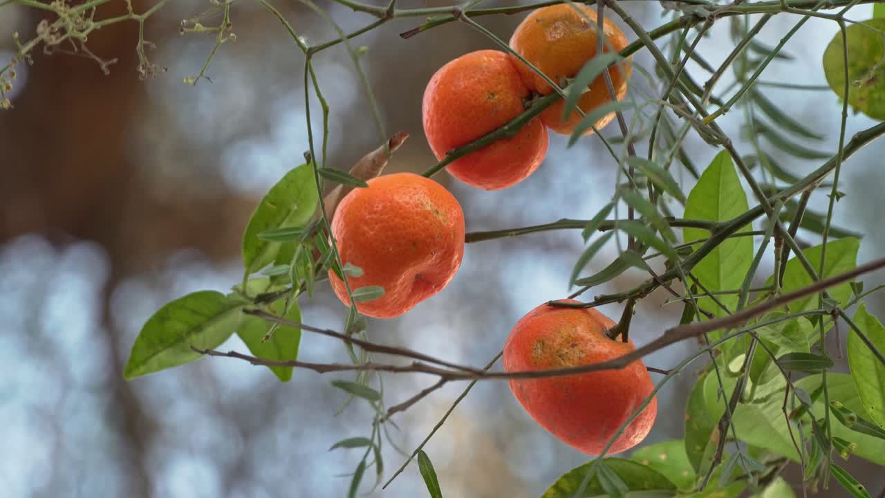 árbol de mandarina meciéndose en el viento