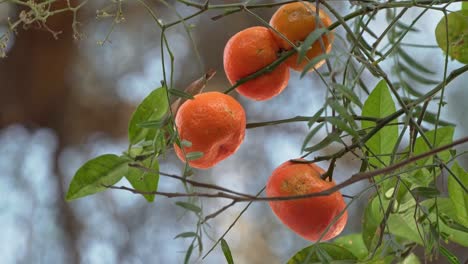 mandarin tree swaying in the wind