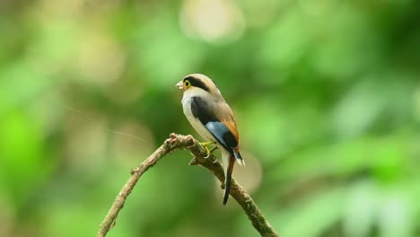 Silver-breasted-broadbill,-Serilophus-lunatus