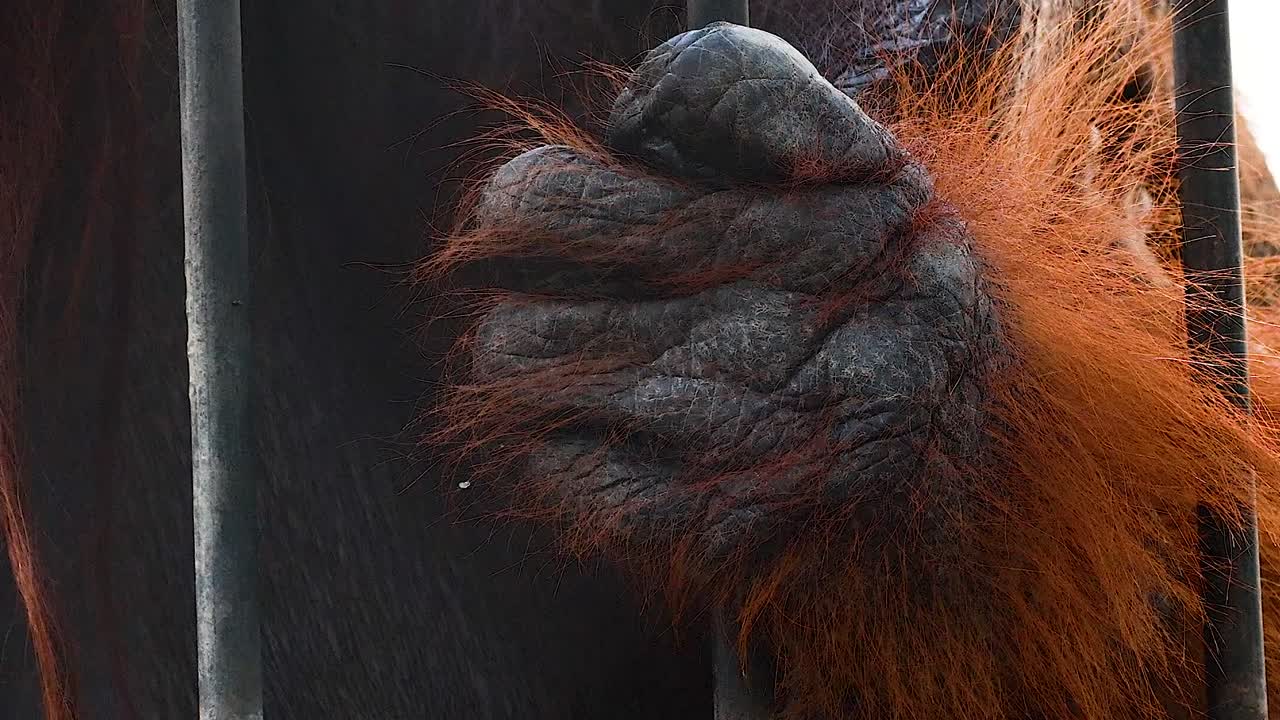 Close-up of an orangutan's hand tightly holding onto metal bars, showcasing its textured skin and orange fur.