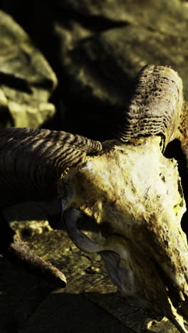 ram skull rests on rugged stones under golden sunlight near a serene landscape