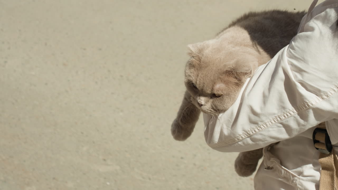 Person Walks Holding Cat Comfortably, Person Leisurely Walks With Pet Cat Draped Over Arm Along Street, Casual Pedestrian Carrying Laidback Cat Across Sunlit City Sidewalk In Relaxed Manner