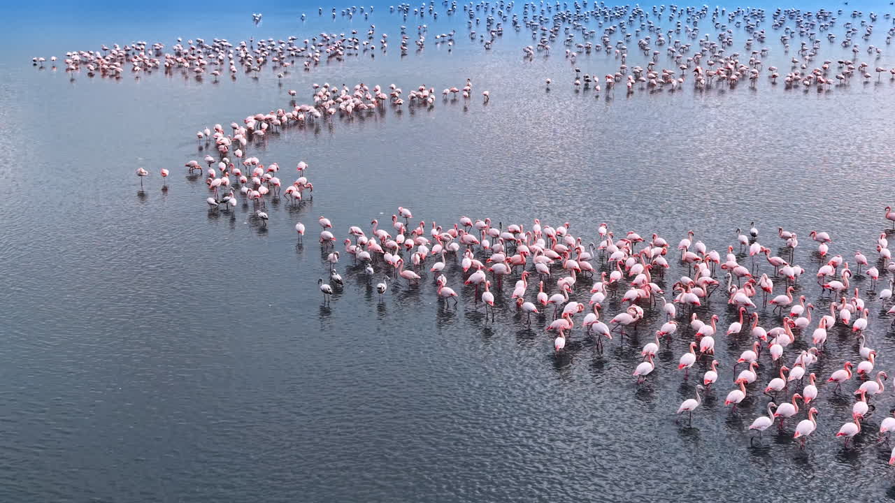 Vue aérienne de flamants roses formant une courbe dans l'eau. Vue plongeante d'un groupe de flamants roses pataugeant en formation en S dans un lac calme et peu profond.