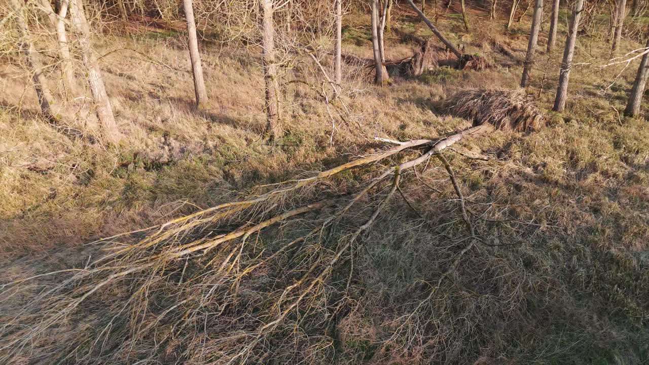 Fallen tree in Breckland Forest near Great Ouse River, Norfolk, showing natural decay