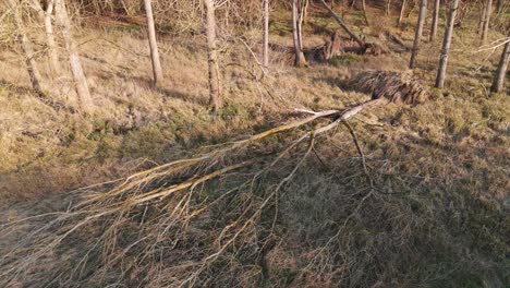 fallen tree in breckland forest near great ouse river, norfolk, showing natural decay