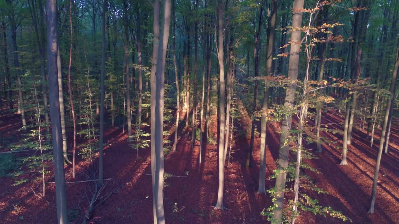 Salendo in cima agli alberi - ascesa aerea