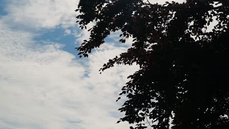 Silhouette-of-tree-swaying-in-the-wind-against-sky,-slow-motion