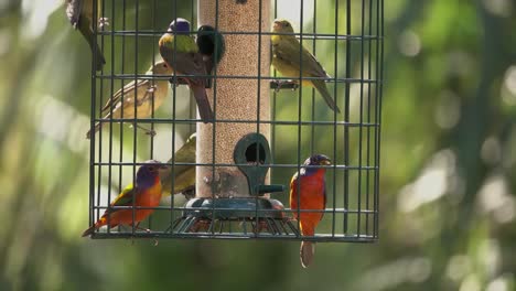 songbirds gather at a bird feeder including painted buntings