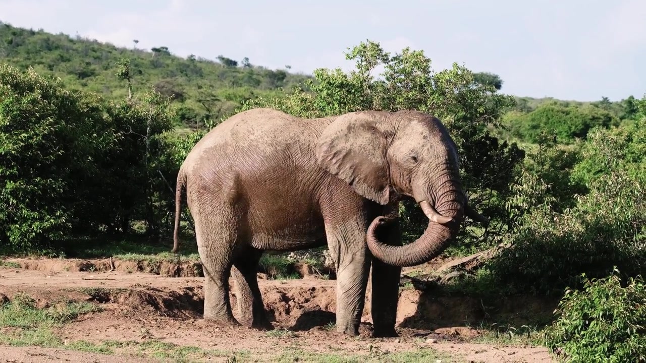 Grande elefante africano che si copre di fango nella Riserva Nazionale Masai Mara, Kenya, mostrando un comportamento di raffreddamento naturale nell'habitat della savana.