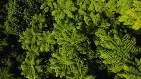 Giant-leafs-of-silver-fern-trees-Nelson-Lakes-national-park,-New-Zealand,-aerial-top-down