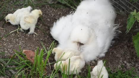 mother chicken hen watching over baby silkie chicks in outdoor farm field