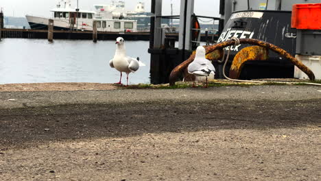 two small seagulls playing with each other in the harbor