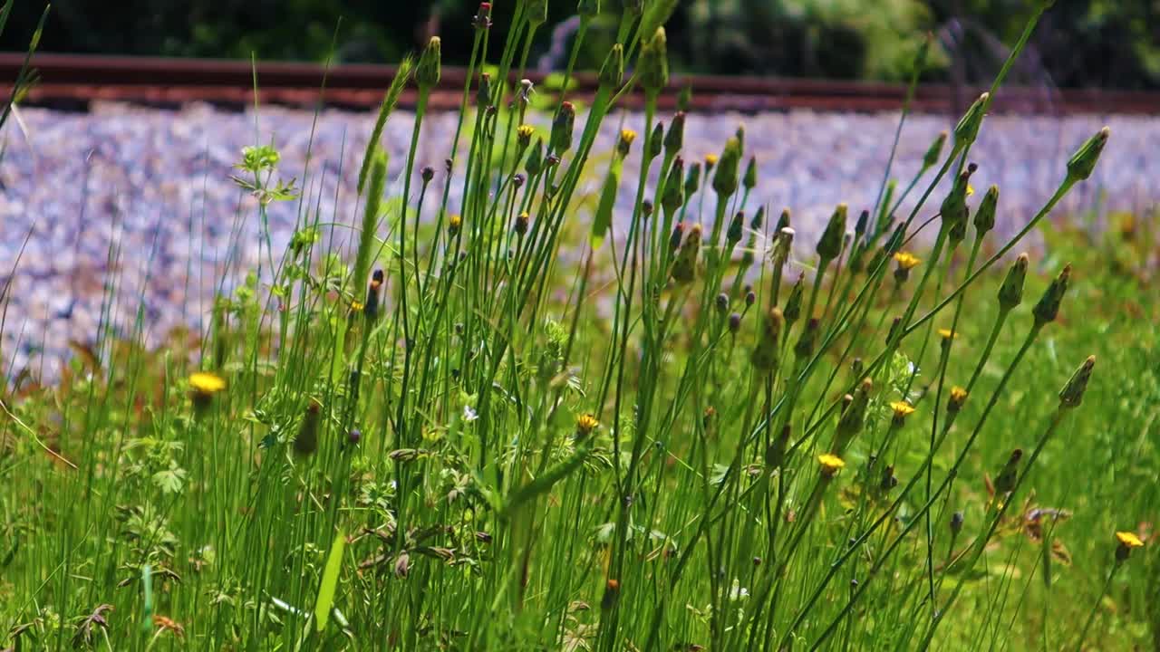Weeds blowing in the wind by train tracks