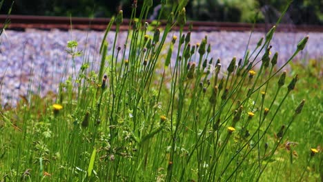 weeds blowing in the wind by train tracks