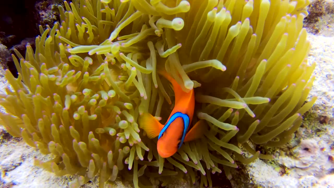 Carrellata di pesce pagliaccio pomodoro che nuota giocosamente in un corallo arancione ondulato