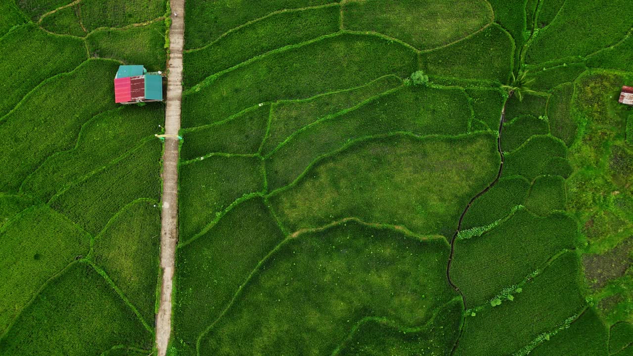 Gaze upon Mahabang Tanaw's rice terraces from above, where emerald steps cascade down the landscape, creating a mesmerizing pattern of life and labor in Lucban, Quezon