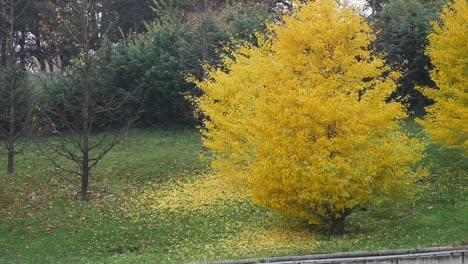autumn park with ginkgo trees