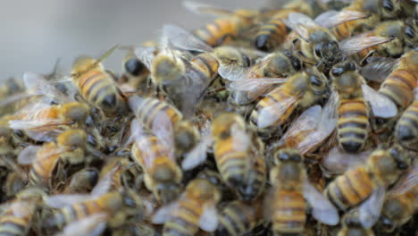 Makro-Eines-Großen-Schwarms-Von-Honigbienen