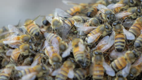 macro de un gran enjambre de abejas melíferas