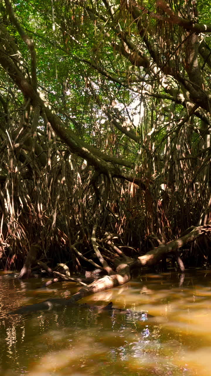 맹그로브 숲 풍경