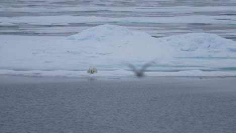 oso polar relajándose en el hielo frente al frío mar ártico y un pájaro volando por encima, en cámara lenta