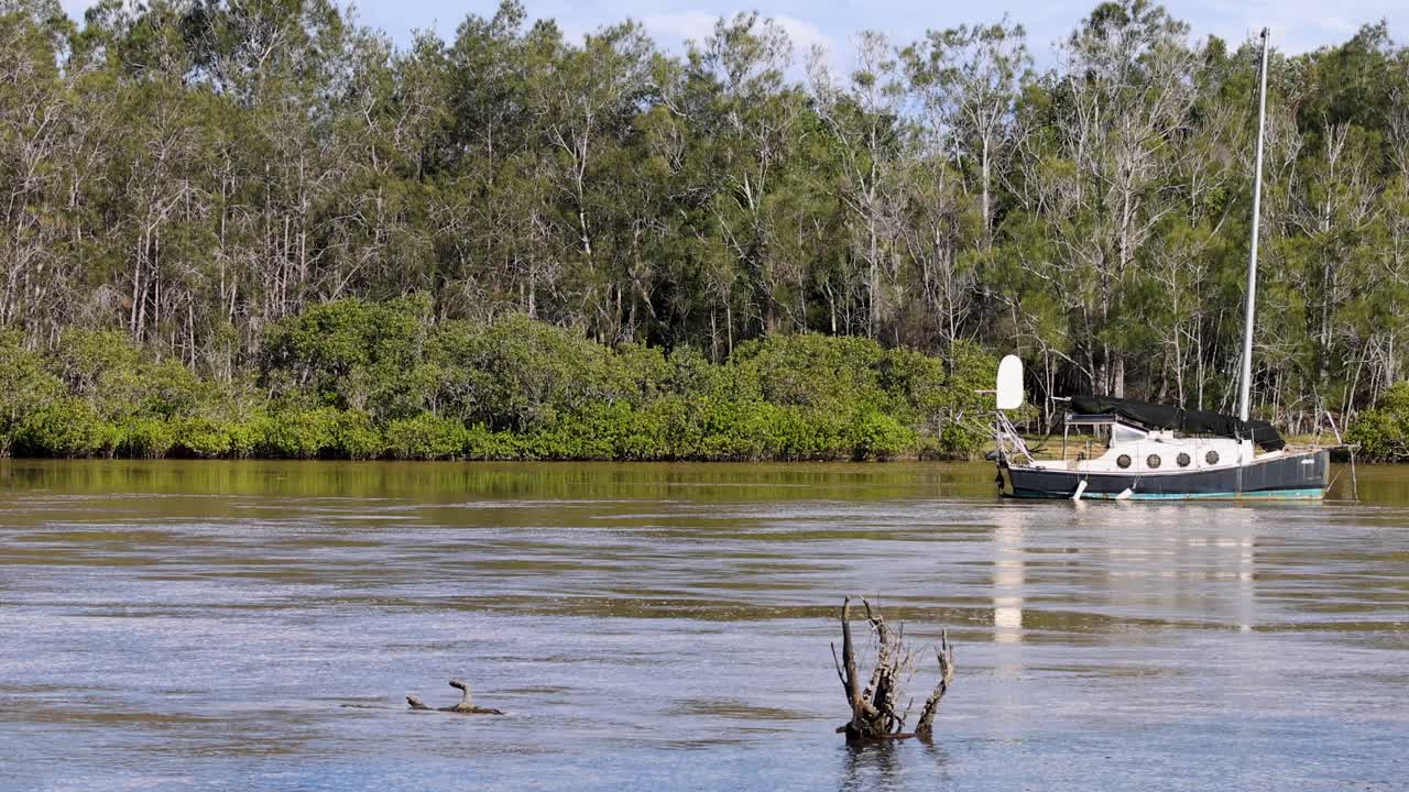Stationary sailboat and two birds swimming on tranquil river, bright daylight, steady wide shot