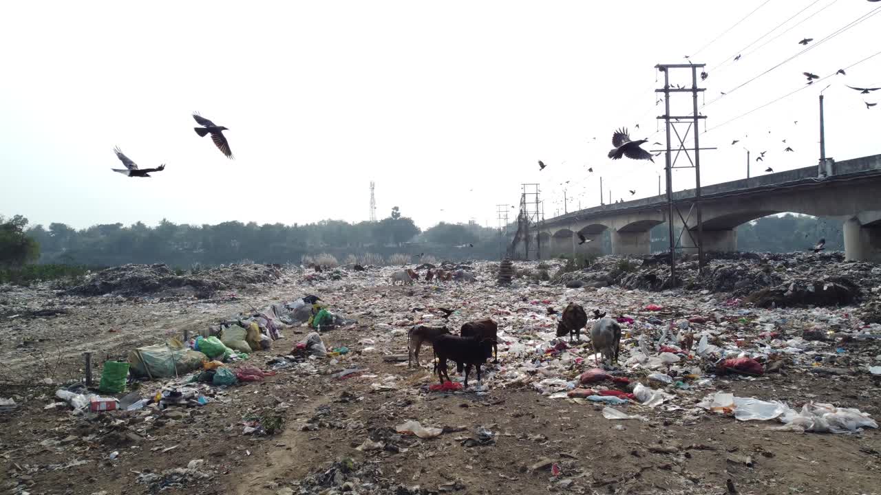 많은 플라스틱이 쓰레기통에 놓여 있고 다양한 동물, 소, 다른 새들이 그곳에서 음식을 모으고 있습니다.